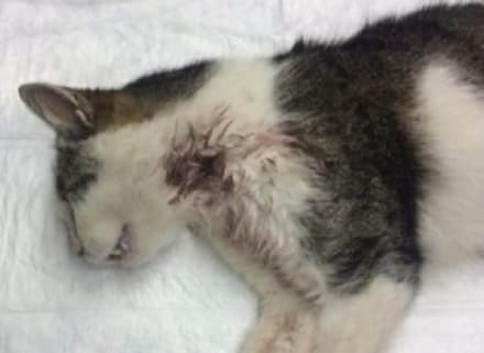 CUORGNE' - Gatti presi a fucilate: il sindaco chiede aiuto a tutti