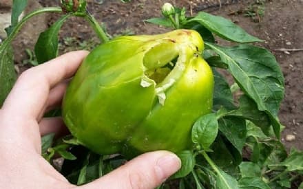 CASTELLAMONTE-RIVAROLO - Ingenti i danni provocati dalla violenta grandinata - FOTO e VIDEO