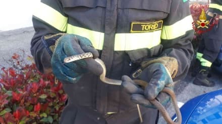 VISCHE - Un piccolo serpente sbuca dal motore dell'auto: recuperato dai vigili del fuoco - FOTO