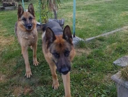 BELMONTE - Adottati i due pastori tedeschi lasciati dai frati