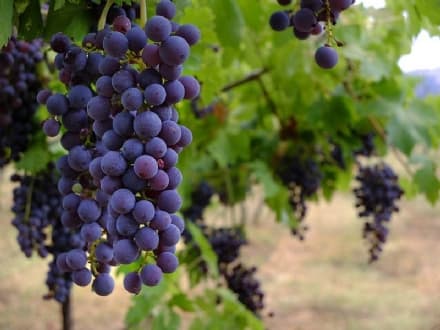 CAREMA - Anche il Canavese nel drecreto sui vigneti eroici e sui vigneti storici