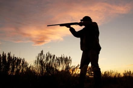 CHIVASSO - Allarme cinghiali. Coldiretti: «Danni alle aziende agricole insostenibili nell'anno del covid»