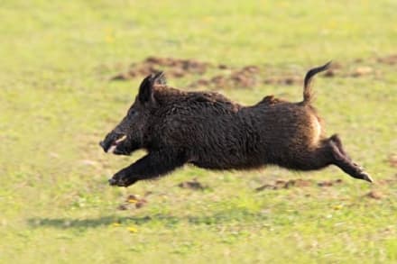 ALICE SUPERIORE - 79enne condannato per maltrattamenti sugli animali