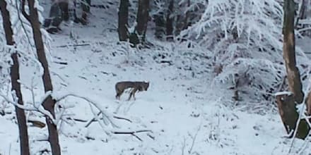 CANAVESE - AVVISTATO UN LUPO SOPRA CANISCHIO - FOTO
