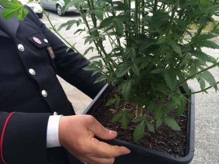 RIVAROLO - Una serra di marijuana nella casa dei nonni