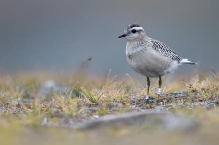 PARCO GRAN PARADISO - Vola per 2700 chilometri poi «riposa» in Canavese prima di ripartire per l'Africa