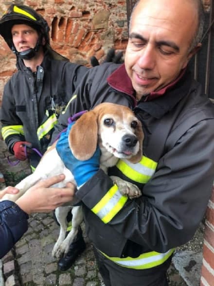 AGLIÈ - Cane cade nel tombino e rimane incastrato: salvato dai vigili del fuoco - FOTO E VIDEO