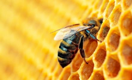 CANAVESE - Caldo anomalo, rischiano di morire le api risvegliate dalle temperature primaverili