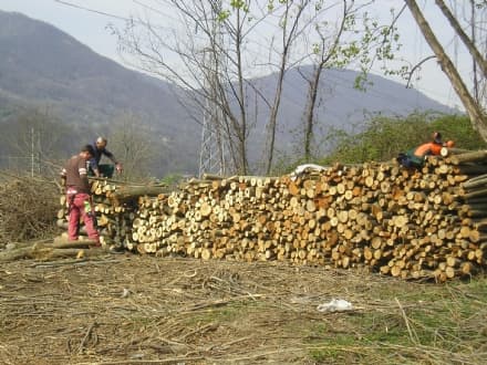 CUORGNE' - La legna recuperata dall'Orco destinata ai poveri