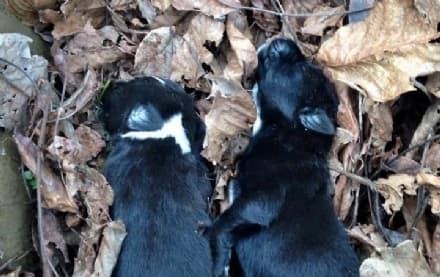 CANAVESE - Cuccioli uccisi senza motivo a Cuorgnè - FOTO