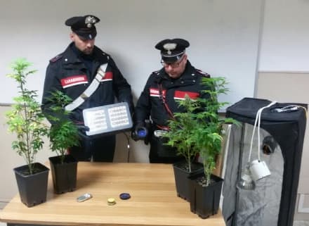 IVREA - Piantine di marijuana coltivate nell'armadio di casa: due 19enni denunciati dai carabinieri
