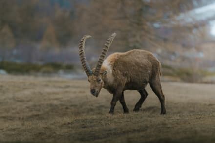 PARCO GRAN PARADISO - #BiodiversitàInVolo, la campagna contro il bracconaggio di Fondazione UNA & Federparchi - VIDEO