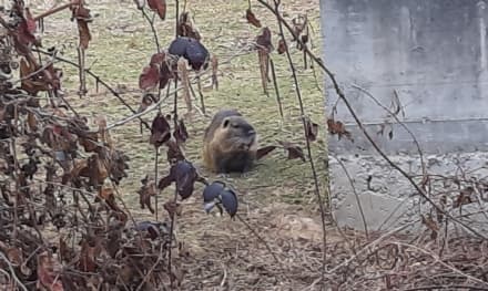 RIVAROLO CANAVESE - Famigliola di nutrie a spasso nel giardino della scuola elementare - FOTO