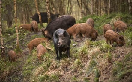 CANAVESE - Danni da cinghiali aumentati del 60%. La Coldiretti attacca: «Pochi animali abbattuti e rimborsi in ritardo»