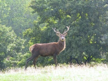 SPARONE - Cervo ucciso senza motivo: abbandonato agonizzante dai bracconieri