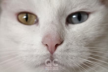 IVREA - Troppi mici abbandonati: il gattile è al collasso. I volontari chiedono aiuto