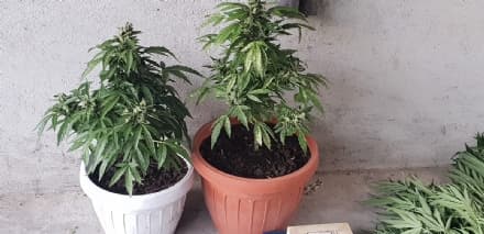 CIRIACESE - Controlli anti droga: due denunciati a Nole Canavese