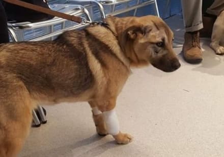 LEINI - Fuori pericolo il cane che è stato investito da un'auto pirata