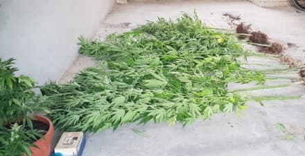 RIVARA-FORNO CANAVESE - Blitz antidroga dei carabinieri: trovata una piantagione di marijuana - FOTO