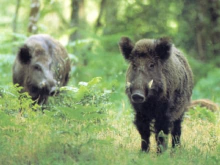 CANAVESE - Da lunedi otto aprile si apre la caccia ai cinghiali
