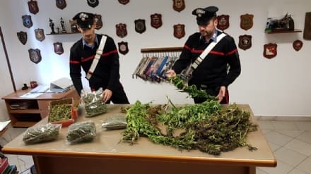 LEINI - Operazione antidroga: recuperati 17 chili di marijuana
