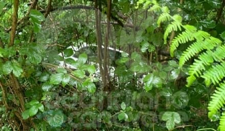 CASTELLAMONTE - Incidente in frazione San Giovanni: con l'auto finisce dritta nella scarpata - FOTO