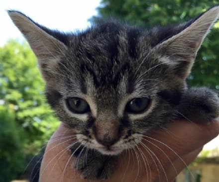 RIVAROLO - Finti gattari cercano soldi spacciandosi per volontari pro-gatti