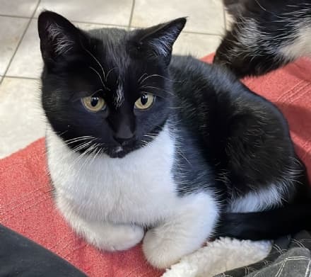 FELETTO - Appello per ritrovare la gatta Minù smarrita da via Luigi Chiala