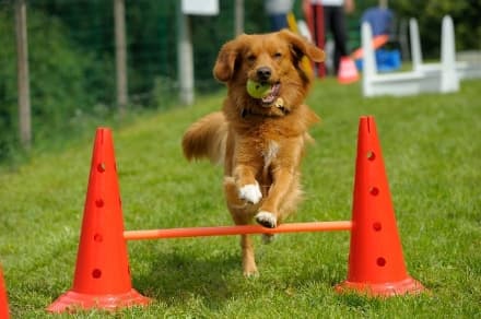 RIVAROLO CANAVESE - Walkway dogs a Vesignano