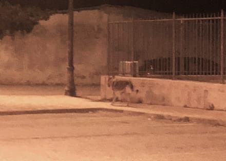 CUORGNE' - «C'è un lupo che gira tra le case»: scatta l'allarme ma è un lupo cecoslovacco (un cane) - FOTO
