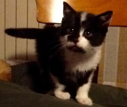 PRASCORSANO - Gattino buttato nel cassonetto sopravvive e trova una nuova famiglia