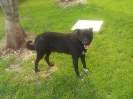 CALUSO - Cane smarrito ritrovato ieri dai volontari