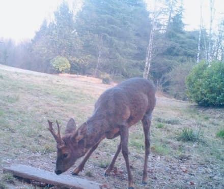 BELMONTE - Gli animali si riprendono il parco dopo l'incendio che ha devastato la riserva naturale