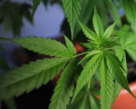 CANAVESE - Proposta M5S in Regione: «Sostegno alle coltivazioni di canapa»