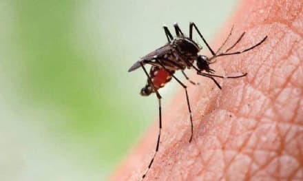 L'eterna lotta alle zanzare