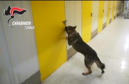 VOLPIANO - «Il nucleo cinofili lavora ad altissimo livello»