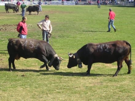 FAVRIA - Battaglia delle Reines: animalisti sul piede di guerra