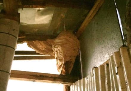 FAVRIA - I calabroni mettono a rischio un matrimonio