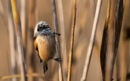 CANDIA - Record di uccelli censiti nel parco del lago