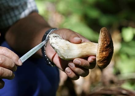 IVREA-CHIVASSO-CIRIE' - Come mangiare funghi evitando quelli velenosi