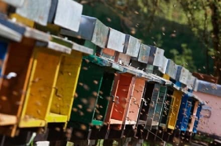 CANAVESE - Ladri scatenati rubano addirittura le api