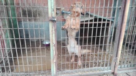 CALUSO - Cani maltrattati in una cascina: quattro sequestri - FOTO