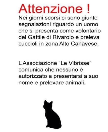 CASTELLAMONTE - Gattini abbandonati in piazza Repubblica