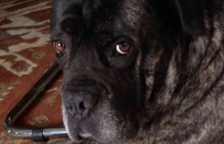 SAN GIUSTO - I ladri rubano un cane, ma lui torna a casa