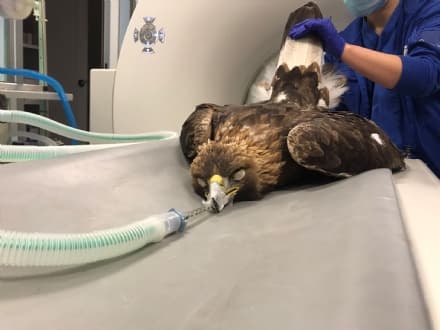 TRAVERSELLA - Un'Aquila Reale recuperata sulla strada: è in prognosi riservata - FOTO