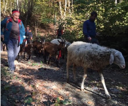 COLLERETTO CASTELNUOVO - Transumanza delle capre: una festa per grandi e piccini - FOTO e VIDEO