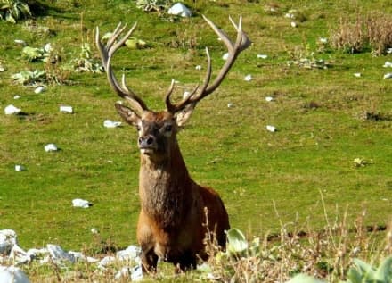 SPARONE - Cervo ucciso: i cacciatori prendono le distanze dal brutto episodio