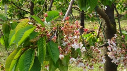 CANAVESE - Maltempo: riconosciuto lo stato di calamità per le gelate di inizio aprile 2021 che hanno devastato l'agricoltura