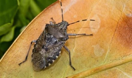 CANAVESE - Invasione di cimici asiatiche: dalla Regione un vademecum contro l'ospite indesiderato