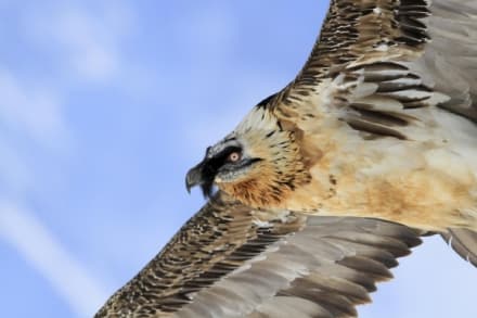 PARCO GRAN PARADISO - Un altro piccolo gipeto è nato sotto gli occhi della telecamera - VIDEO